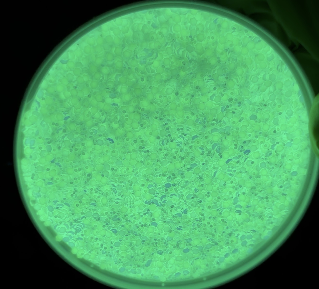 Paranormal ( Glow In The Dark)