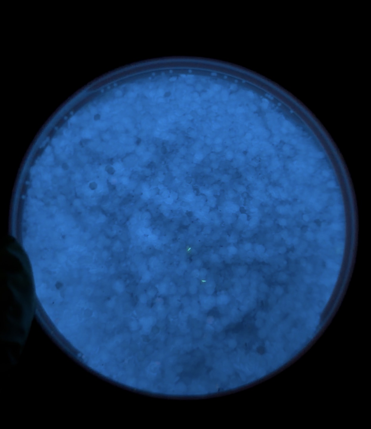 Bioluminescence