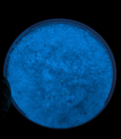 Bioluminescence